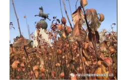 中共內蒙古冠世融資擔保有限責任公司 支部委員會開展重陽節攝影活動